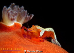 Periclimenes imperator by Dennis Chen 
